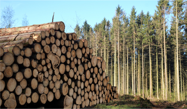 timber-regulation.jpg